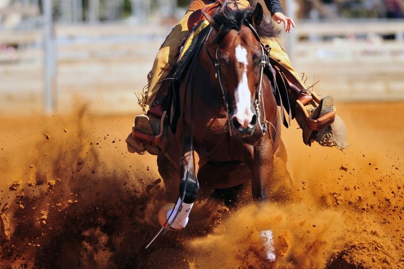 Quarter Horse