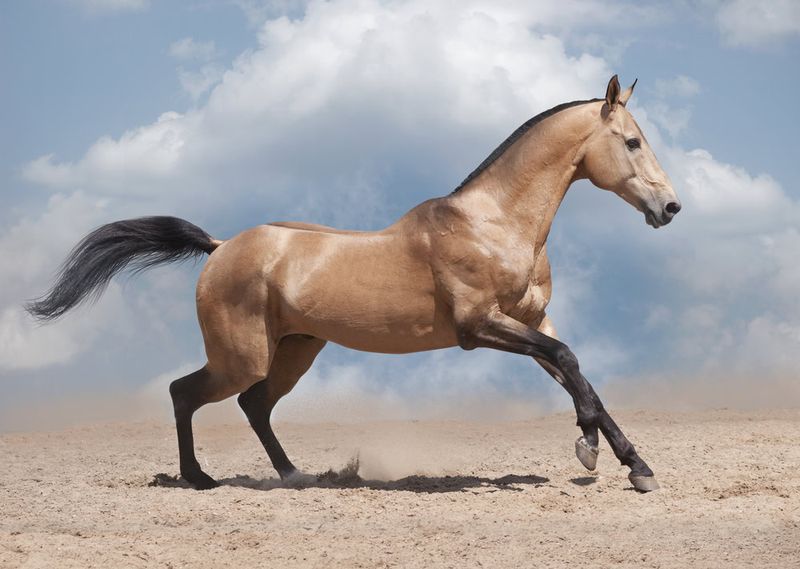 Akhal-Teke: Beautiful But Challenging
