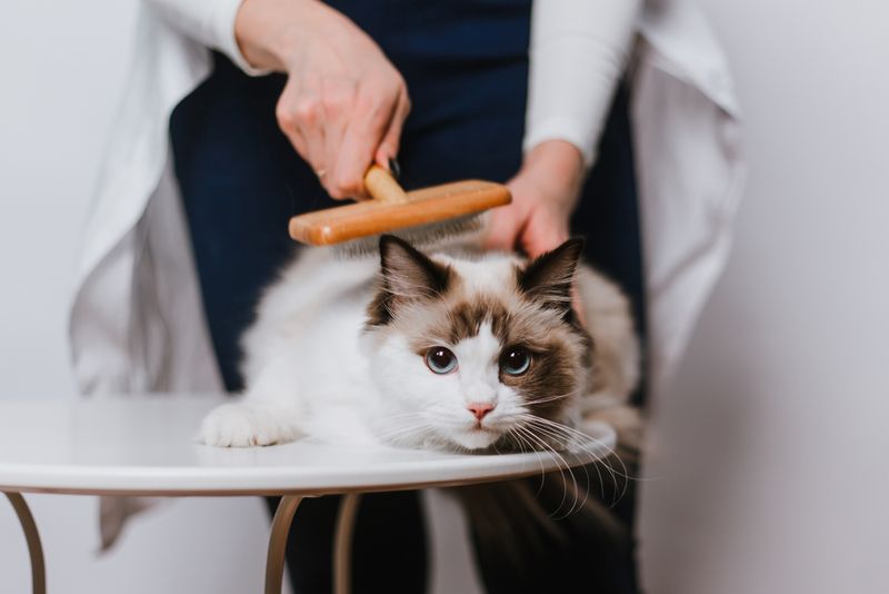 Daily Brushing Sessions Are Non-Negotiable