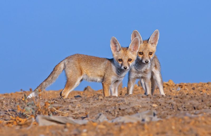 Importance Of Preserving Desert Ecosystems