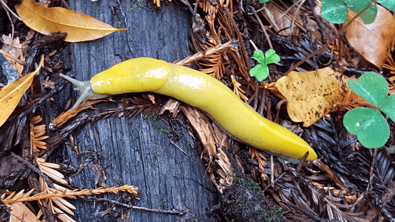 Banana Slug