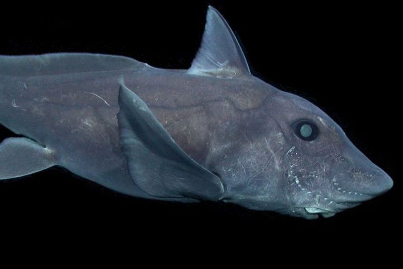 Ghost Shark: The Chimera From The Abyss