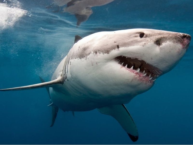 Great White Sharks: The Misunderstood Legends