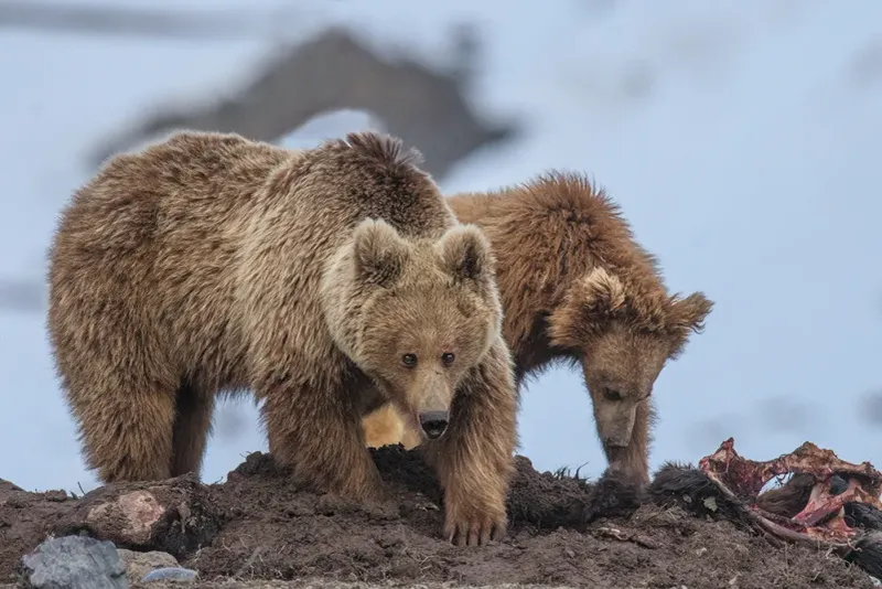 Himalayan Brown Bear (Eurasian Brown Bear Subspecies)