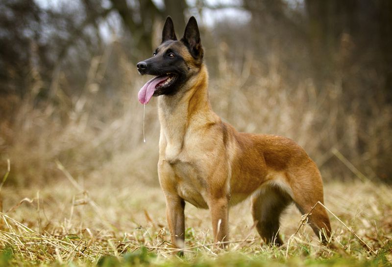 Belgian Malinois – The Workaholic Who Never Clocks Out