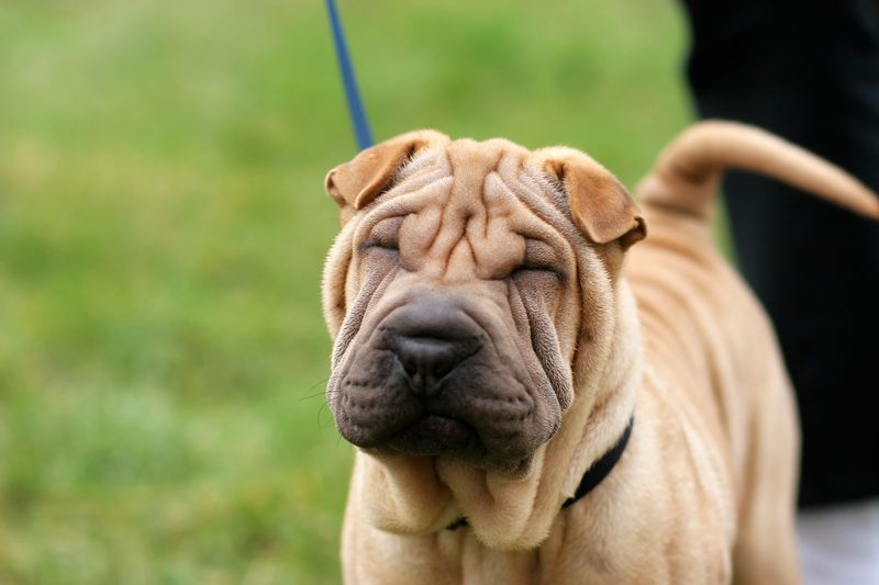 Shar-Pei's Wrinkly Woes