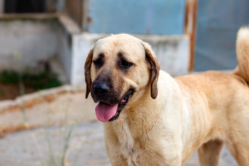 Anatolian Shepherd