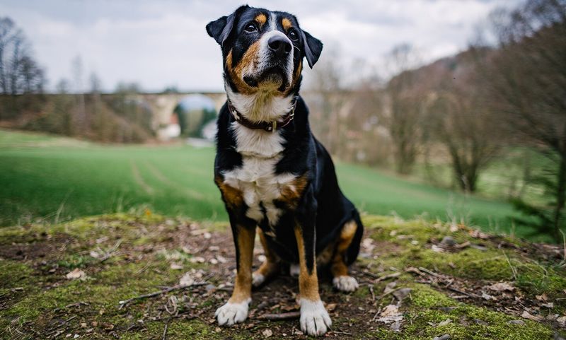 Greater Swiss Mountain Dog