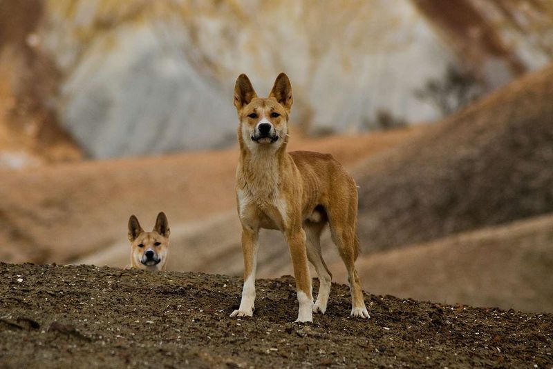 Carolina Dog