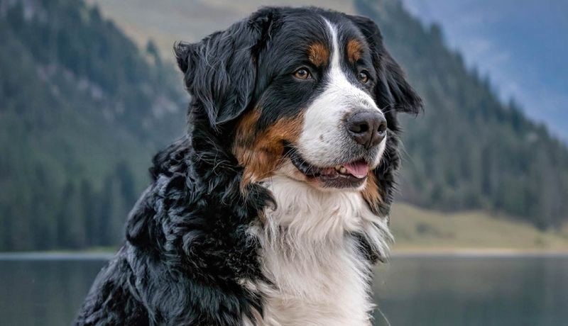 Bernese Mountain Dog