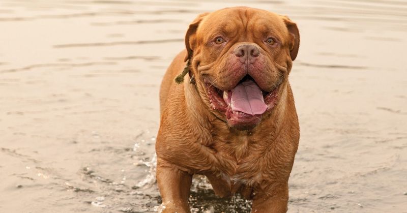 Dogue De Bordeaux: French Mastiffs With Baby Faces