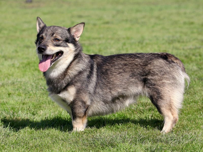 Swedish Vallhund