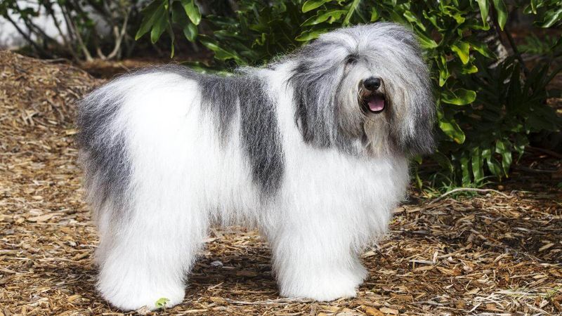 Polish Lowland Sheepdog