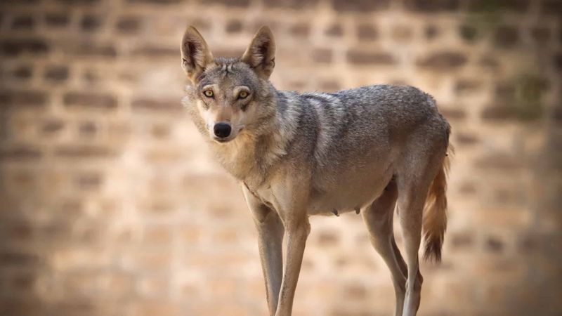 Arabian Wolf - Desert Giant Against All Odds