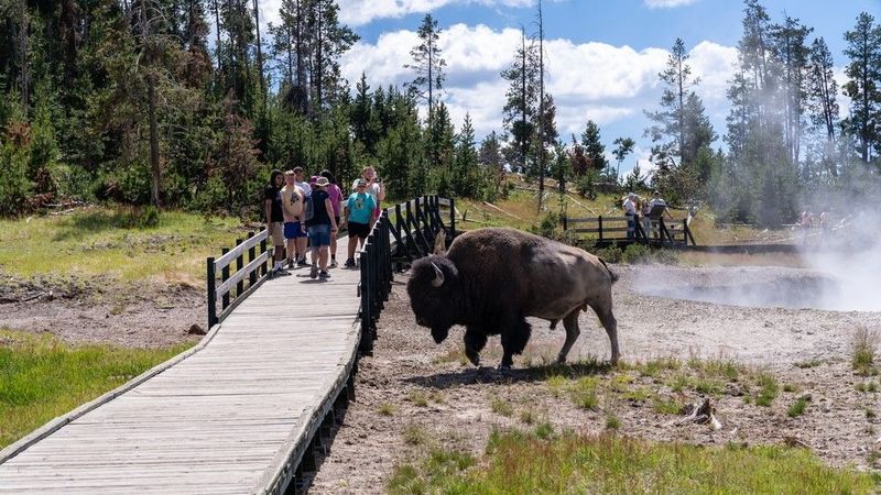 Bison