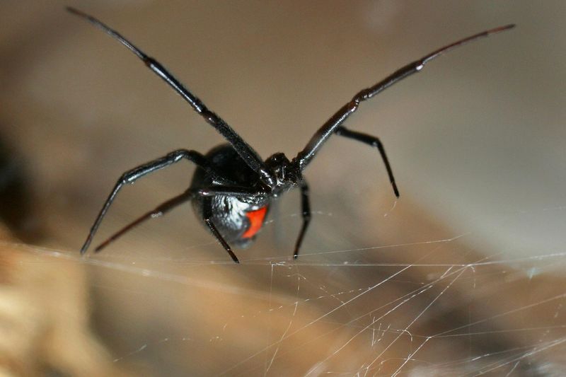 Poisonous Spiders