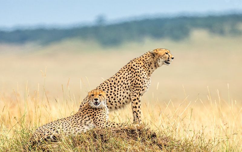 Cheetah