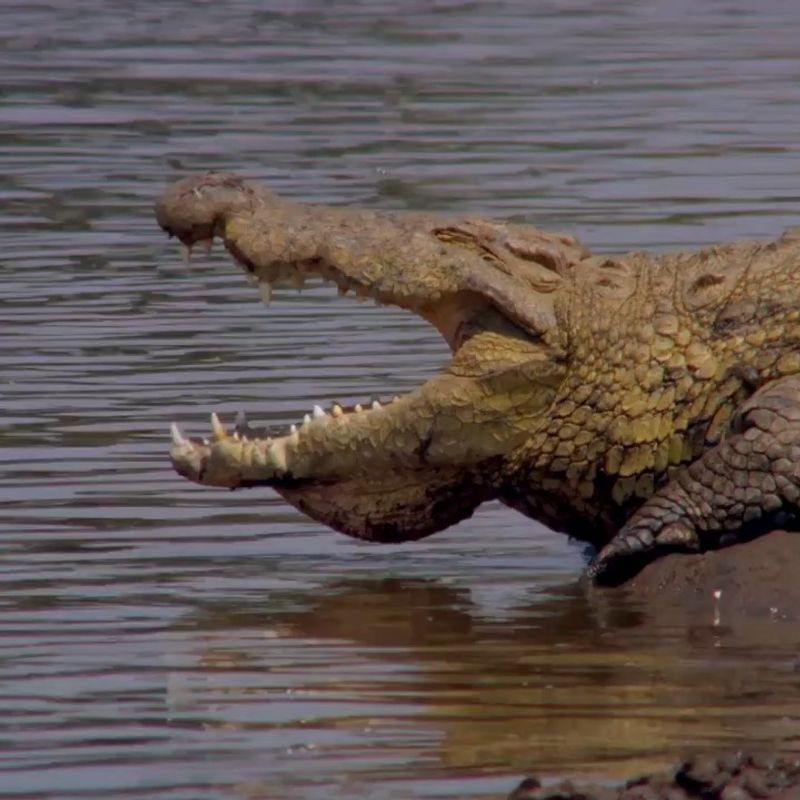 Crocodile