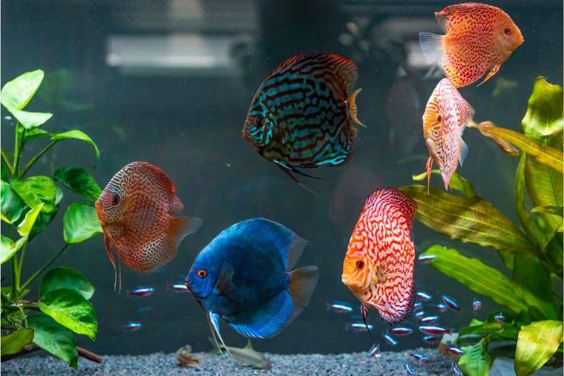 Discus and Gouramis