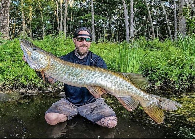 Why Tiger Muskies Are Valued By Anglers And Conservationists