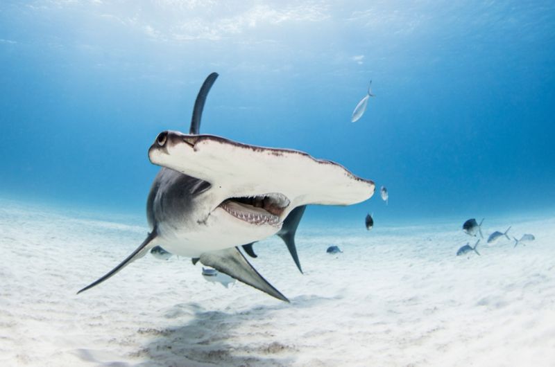 Hammerhead Shark
