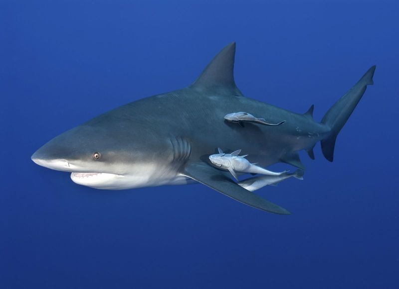 Bull Shark: The Freshwater Menace