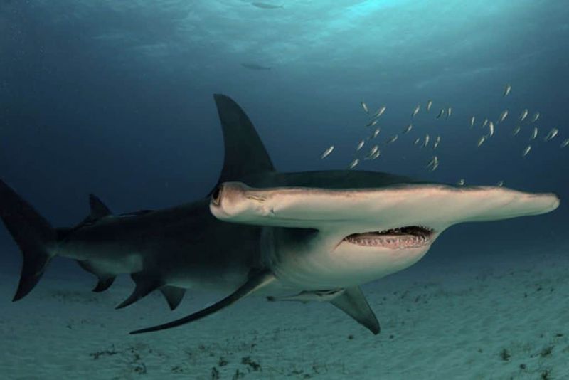 Hammerhead Sharks: The Unique Hunters