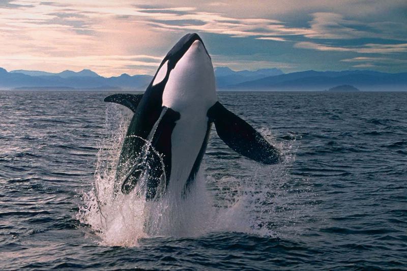 Orca