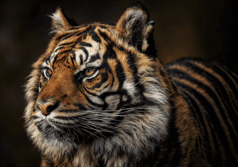 Tigers Have Memory Better Than Chimpanzees