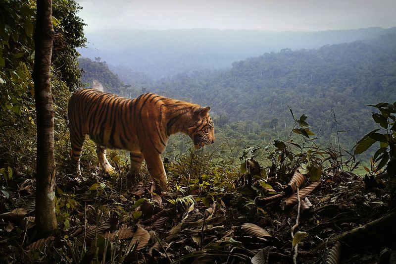 Only 3,726 Wild Tigers Remain Worldwide