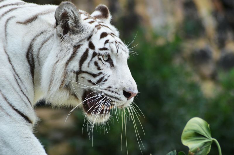 White Tigers Aren't A Separate Species