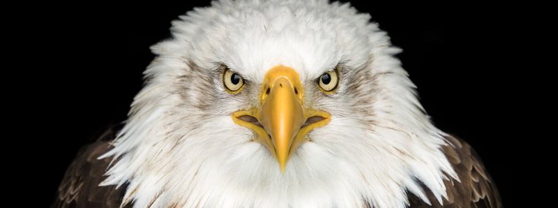 The Endangered Species Act's Critical Role