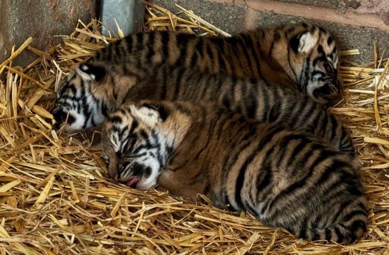 Cubs Are Born Blind And Completely Helpless