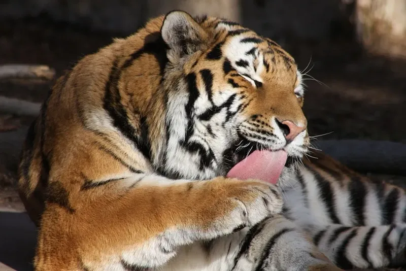 Tiger Saliva Has Antiseptic Properties