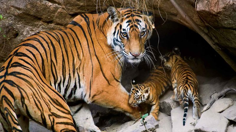 Female Tigers Raise Cubs Alone For Two Years