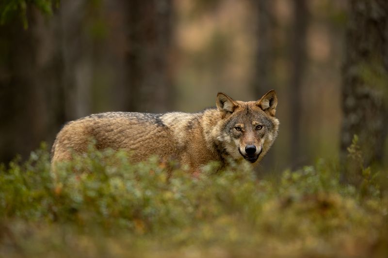 Wolves