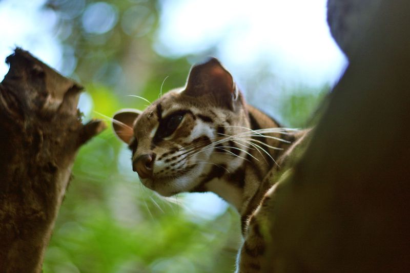 Marbled Cat
