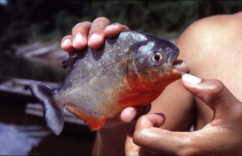 Piranha