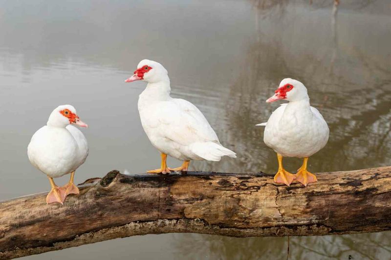 Muscovy Ducks: The Quiet Waterfowl