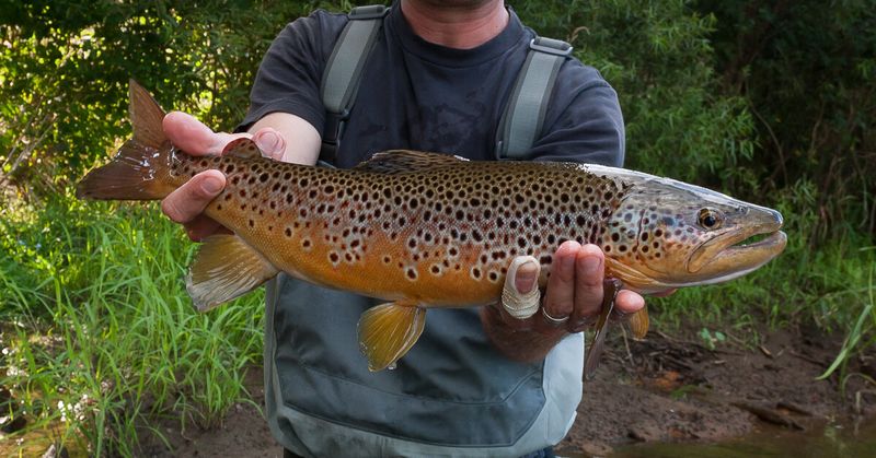 Brown Trout