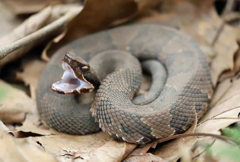 Water Moccasin (Cottonmouth)