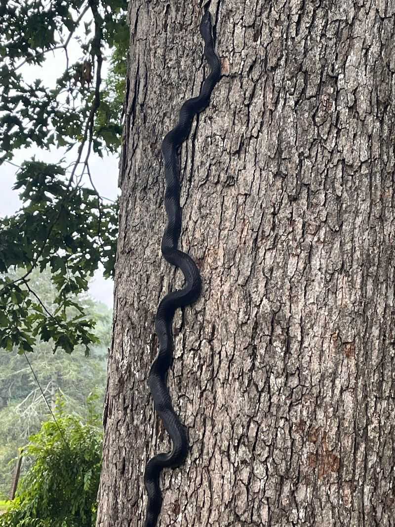 Rat Snake