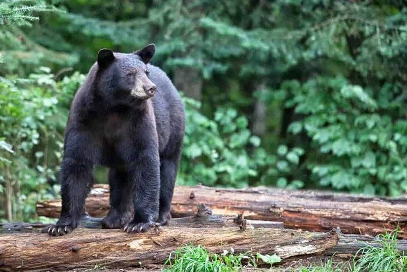 Black Bears