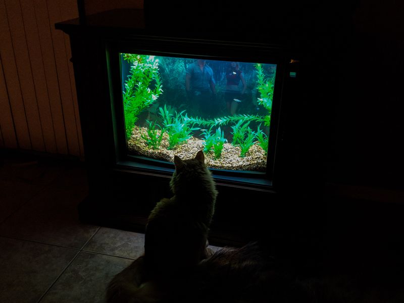 The Magic Of Cat TV