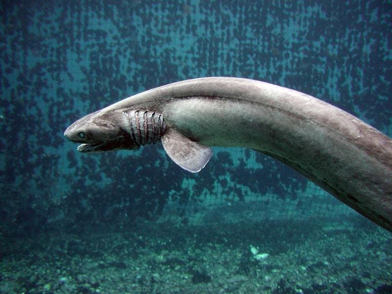 Deep-Sea Ghost