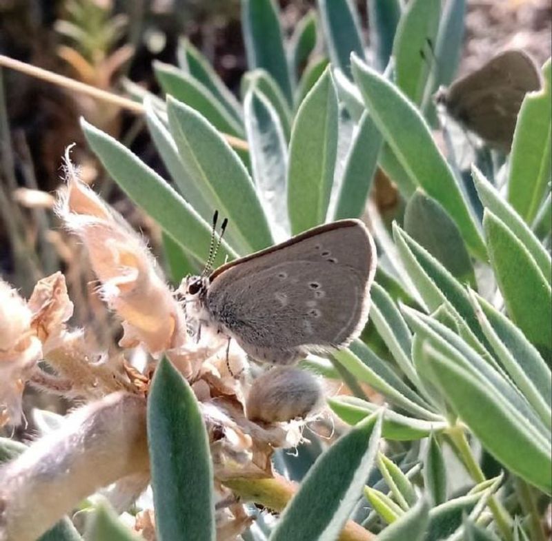 Enigmatic Metamorphosis