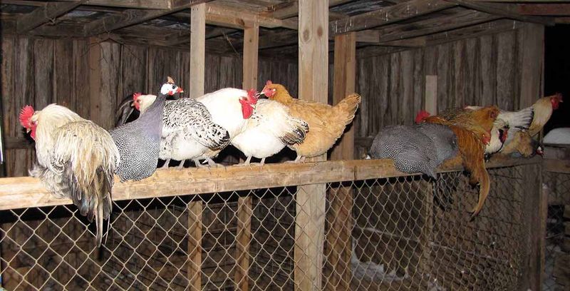 Nighttime Rituals: Roosting Behaviors