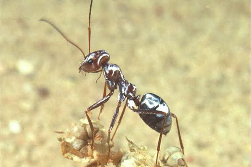 Ceaseless Desert Foragers