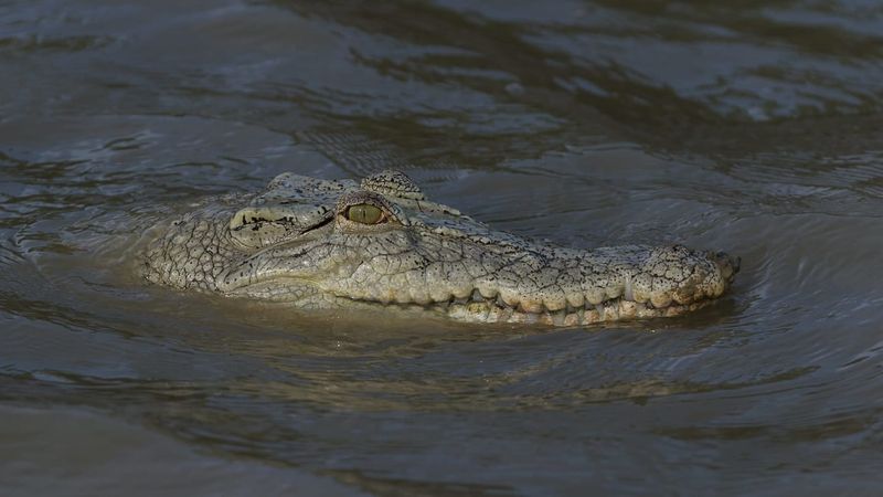 Australia's Armored Nightmare: Saltwater Crocodiles