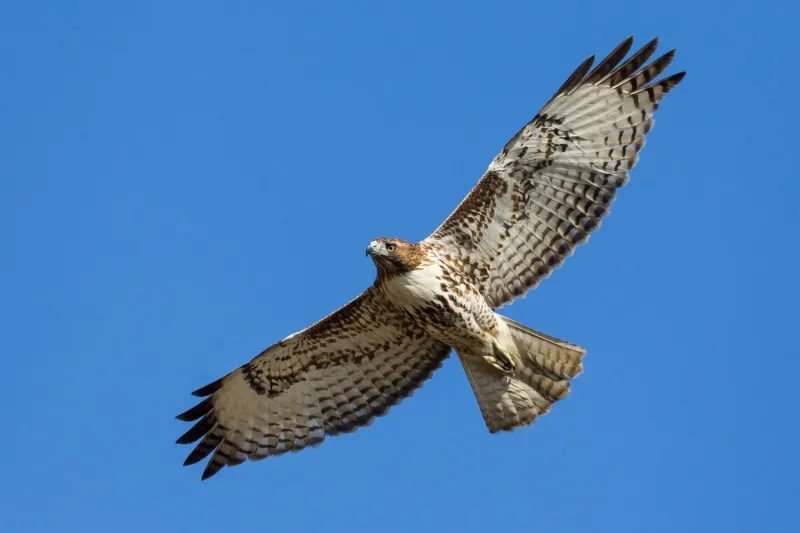 Tip 2: Look At The Wings